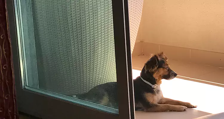 French Door Pet Screen Repair in Oviedo, FL